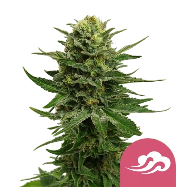 Blue Mystic | PHOTOFEM | Royal Queen Seeds