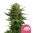 Blue Mystic | PHOTOFEM | Royal Queen Seeds