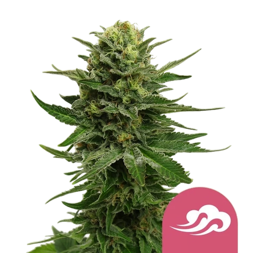 Blue Mystic | PHOTOFEM | Royal Queen Seeds