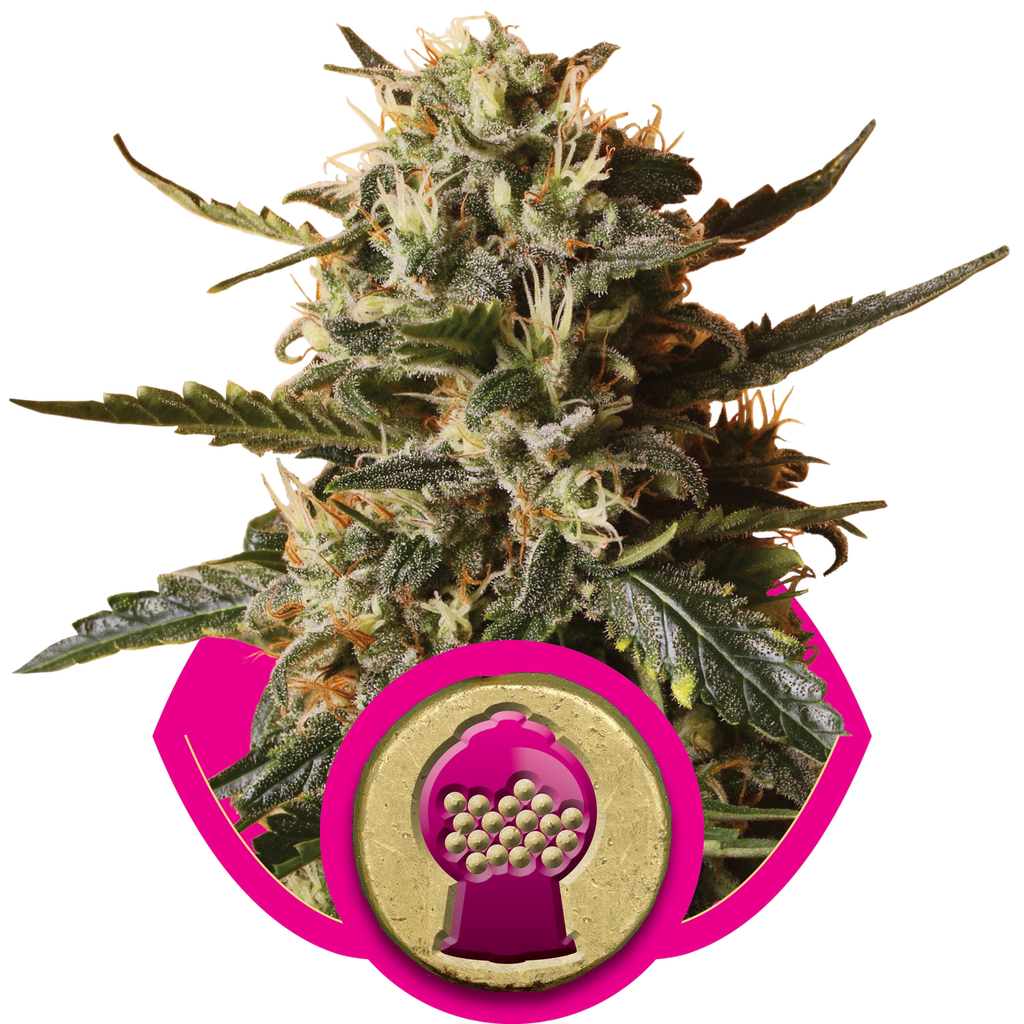 Bubblegum XL | PHOTOFEM | Royal Queen Seeds