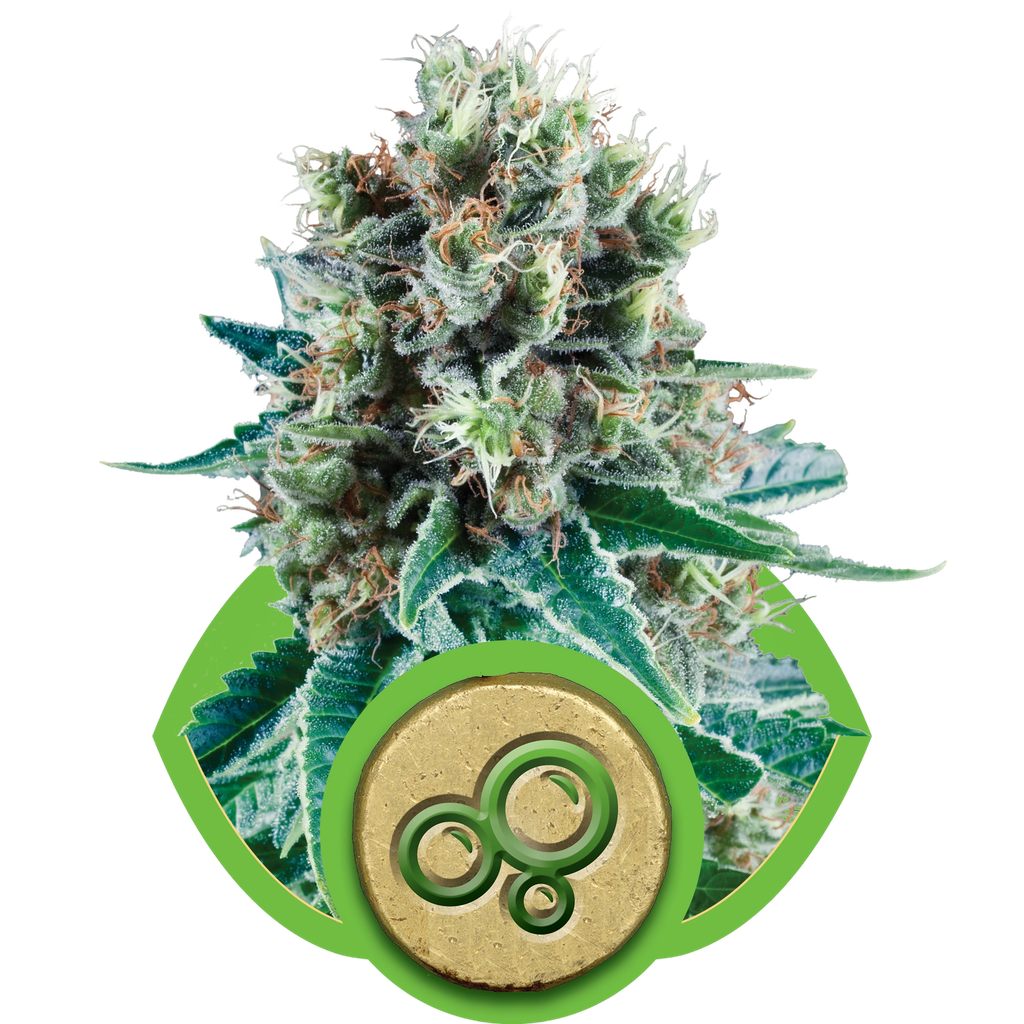 Bubble Kush | AUTOFEM | Royal Queen Seeds