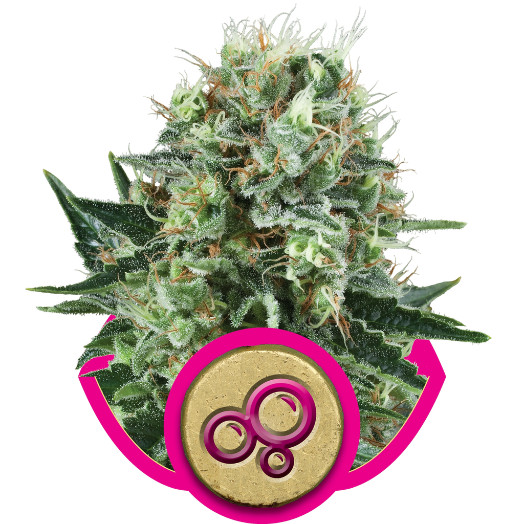 Bubble Kush | PHOTOFEM | Royal Queen Seeds