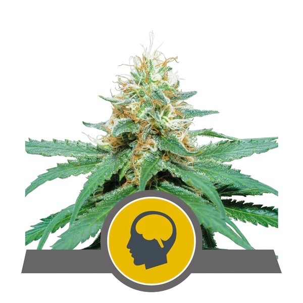 Amnesia Haze | PHOTOREG | Royal Queen Seeds