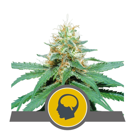 Amnesia Haze | PHOTOREG | Royal Queen Seeds