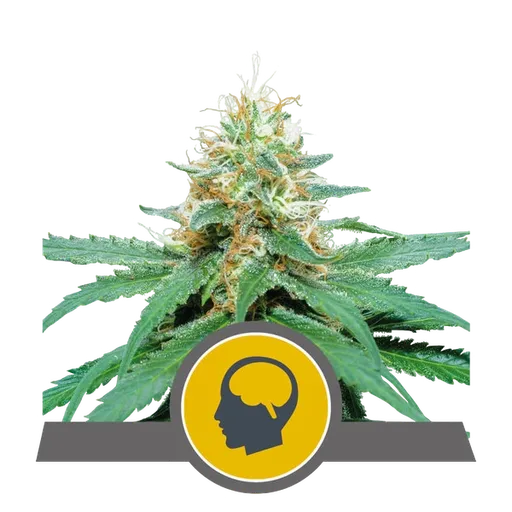 Amnesia Haze | PHOTOREG | Royal Queen Seeds