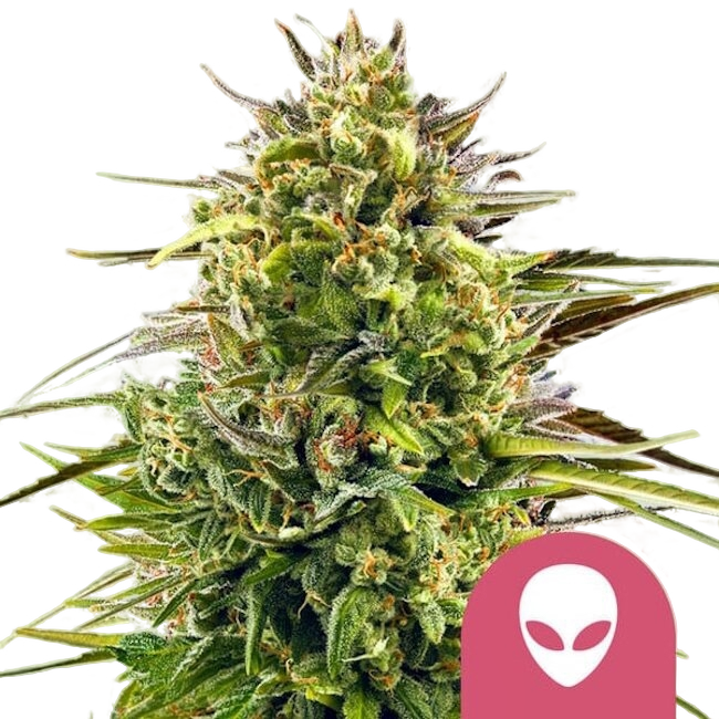 Alien OG | PHOTOFEM | Royal Queen Seeds