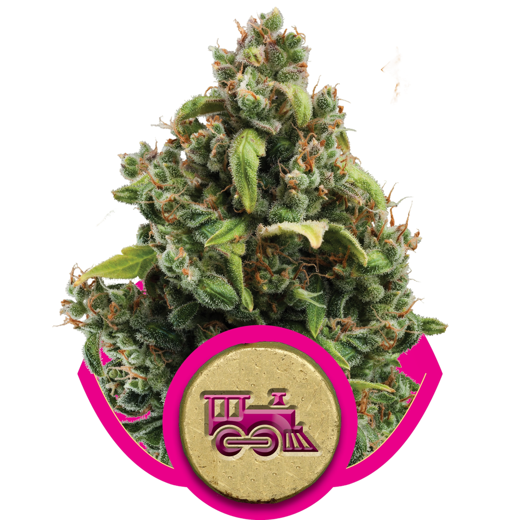 Candy Kush Express FAST | PHOTOFEM | Royal Queen Seeds
