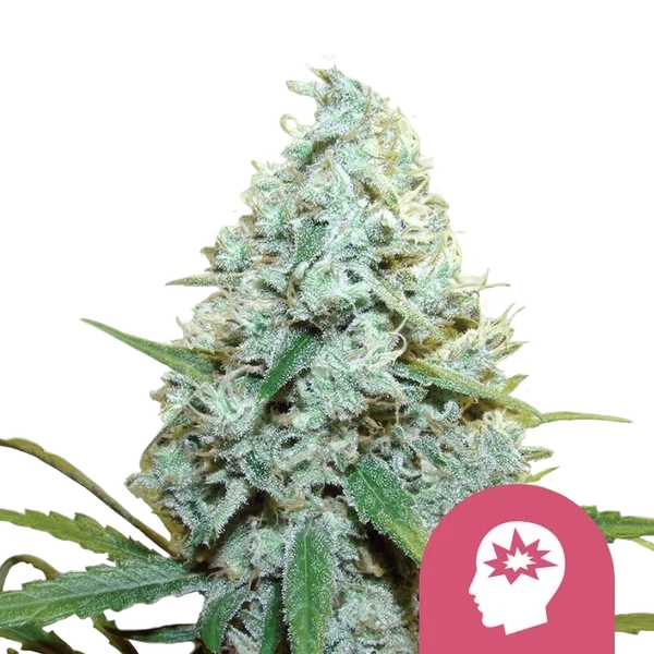 AMG (Amnesia Mac Ganja) | PHOTOFEM | Royal Queen Seeds