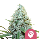 AMG (Amnesia Mac Ganja) | PHOTOFEM | Royal Queen Seeds