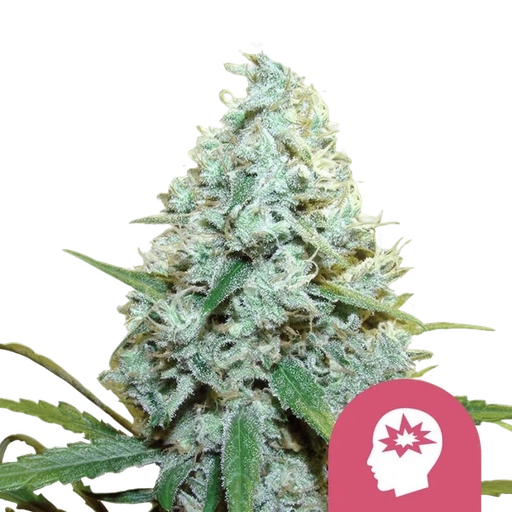 AMG (Amnesia Mac Ganja) | PHOTOFEM | Royal Queen Seeds