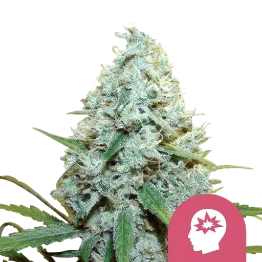AMG (Amnesia Mac Ganja) | PHOTOFEM | Royal Queen Seeds