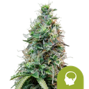 Amnesia Haze | AUTOFEM | Royal Queen Seeds