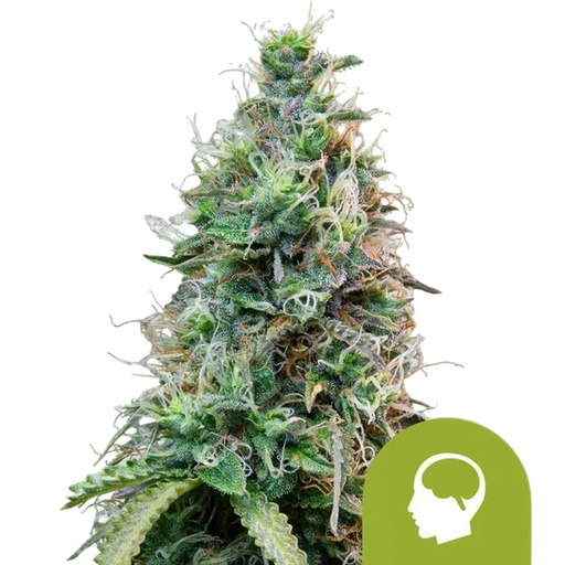 Amnesia Haze | AUTOFEM | Royal Queen Seeds