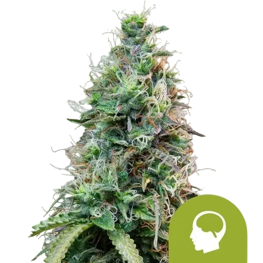 Amnesia Haze Auto | AUTOFEM | Royal Queen Seeds