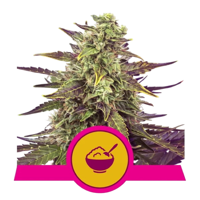 Cereal Milk | PHOTOFEM | Royal Queen Seeds