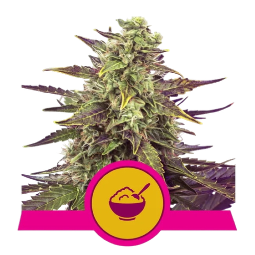 Cereal Milk | PHOTOFEM | Royal Queen Seeds