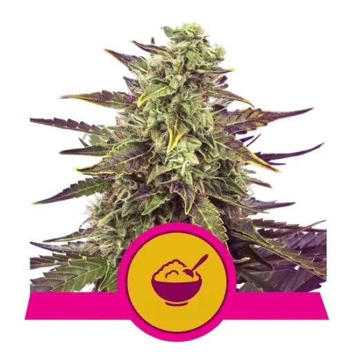 Cereal Milk | PHOTOFEM | Royal Queen Seeds