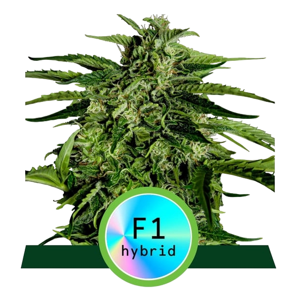 Apollo F1 | AUTOFEM | Royal Queen Seeds