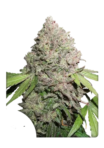 Charlottes Angel CBD | PHOTOFEM | Dutch Passion
