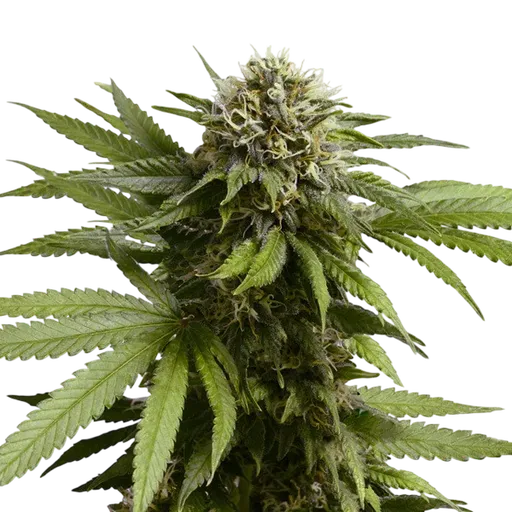 Apple Fritter Auto | AUTOFEM | Royal Queen Seeds