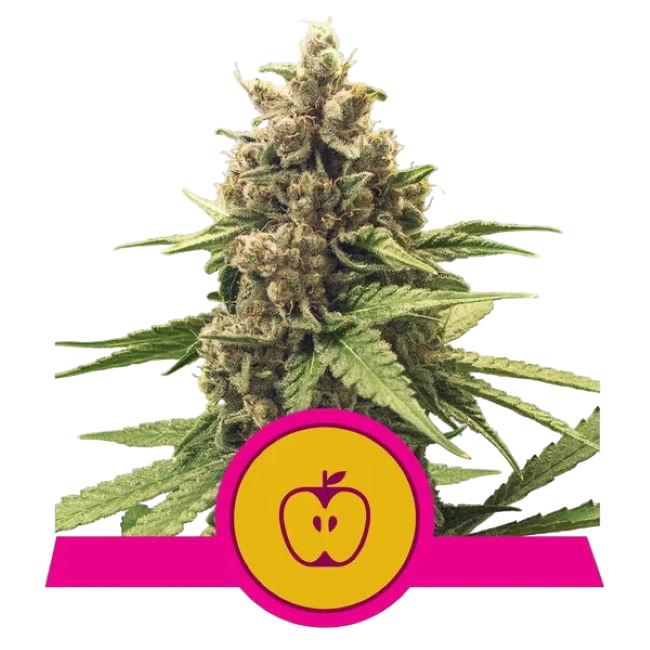 Apple Fritter | PHOTOFEM | Royal Queen Seeds