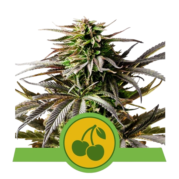 Cherry Pie | AUTOFEM | Royal Queen Seeds
