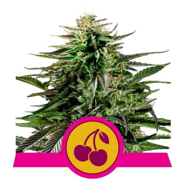 Cherry Pie | PHOTOFEM | Royal Queen Seeds