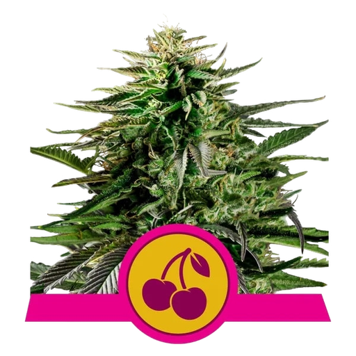 Cherry Pie | PHOTOFEM | Royal Queen Seeds