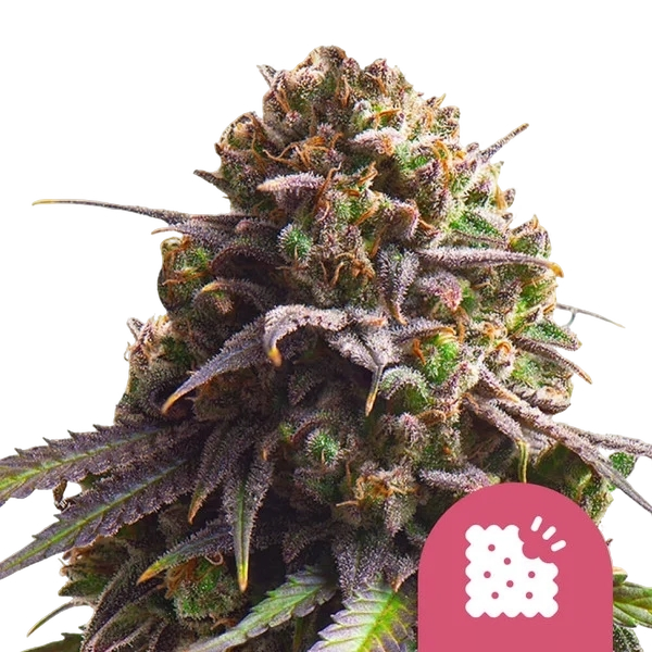 Biscotti | PHOTOFEM | Royal Queen Seeds
