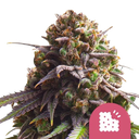 Biscotti | PHOTOFEM | Royal Queen Seeds