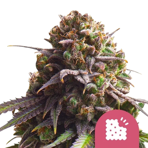 Biscotti | PHOTOFEM | Royal Queen Seeds
