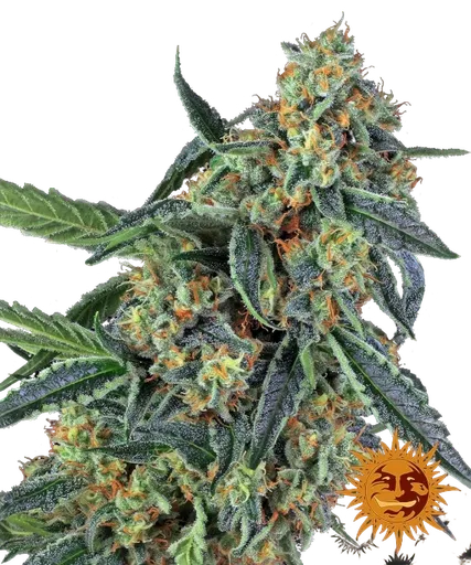 Cookies Kush | PHOTOFEM | Barneys Farm