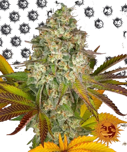 Cookies Kush Auto | AUTOFEM | Barneys Farm