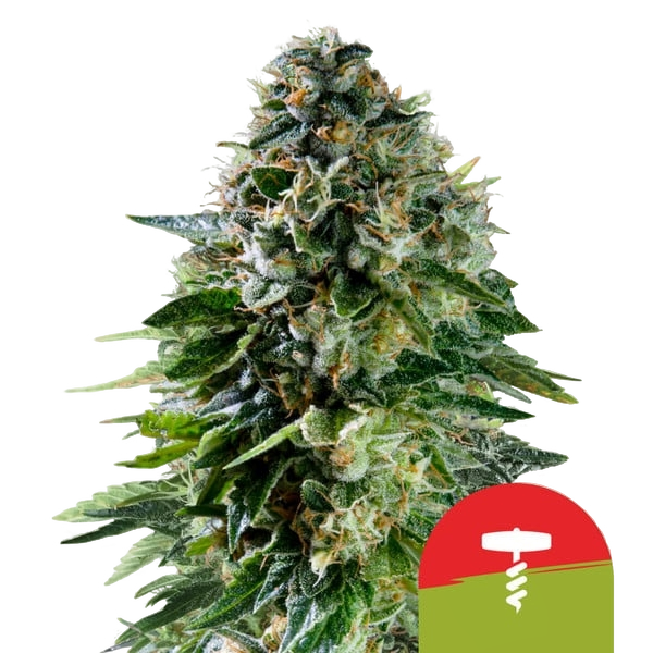 Corkscrew | AUTOFEM | Royal Queen Seeds