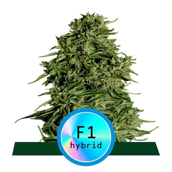 Cosmos F1 CBD | AUTOFEM | Royal Queen Seeds