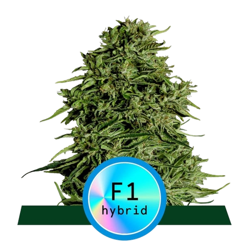 Cosmos F1 CBD | AUTOFEM | Royal Queen Seeds