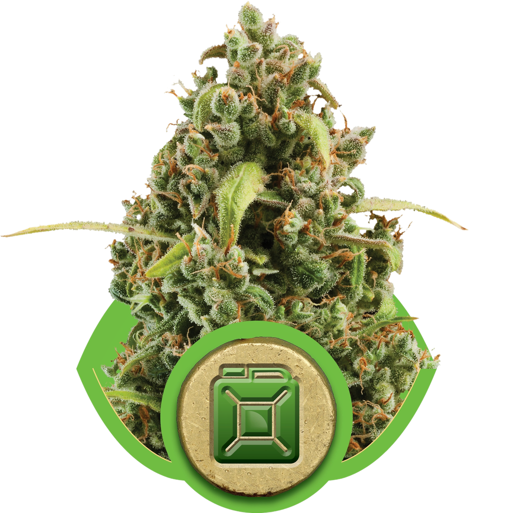 Diesel | AUTOFEM | Royal Queen Seeds