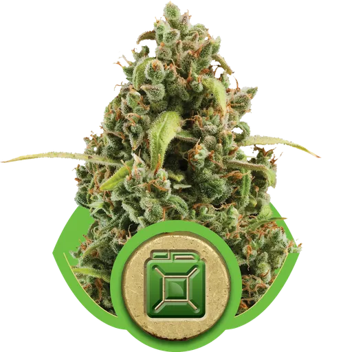Diesel Auto | AUTOFEM | Royal Queen Seeds