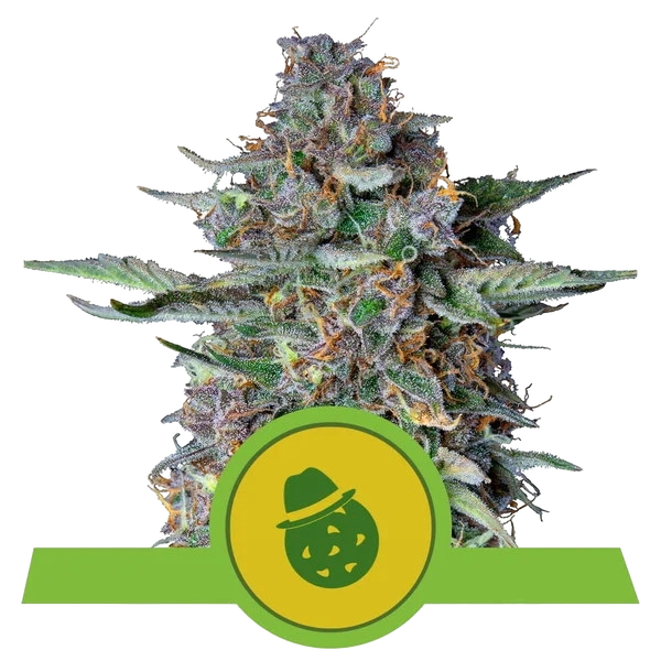 Do-Si-Dos | AUTOFEM | Royal Queen Seeds