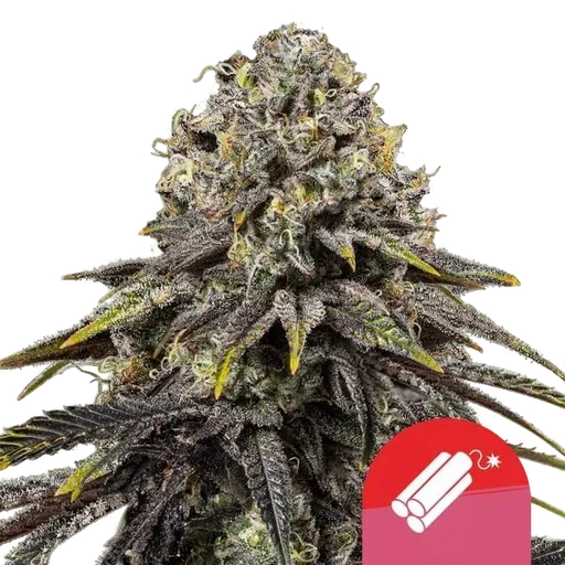 Dynamite Diesel | PHOTOFEM | Royal Queen Seeds
