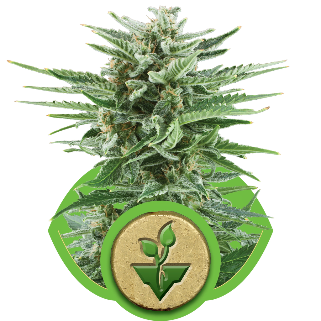 Easy Bud | AUTOFEM | Royal Queen Seeds