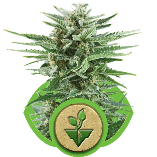 Easy Bud | AUTOFEM | Royal Queen Seeds