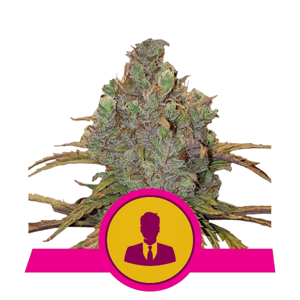El Patron | PHOTOFEM | Royal Queen Seeds