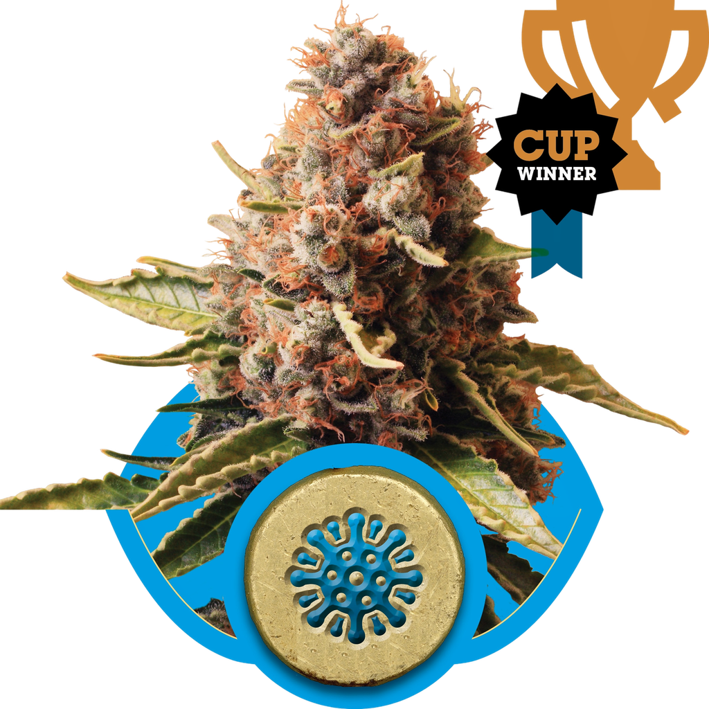 Euphoria CBD | PHOTOFEM | Royal Queen Seeds