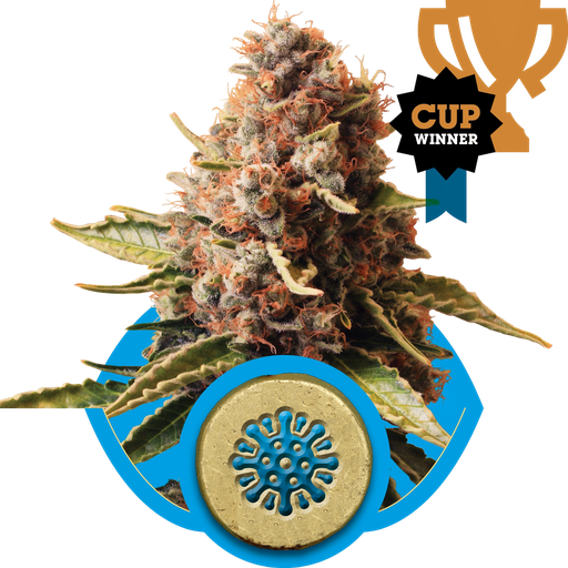 Euphoria CBD | PHOTOFEM | Royal Queen Seeds