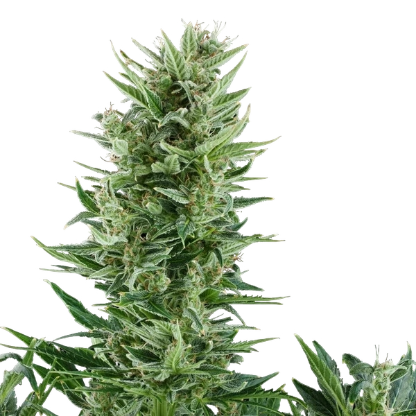 Quick One | AUTOFEM | Royal Queen Seeds
