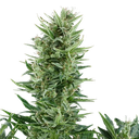 Quick One | AUTOFEM | Royal Queen Seeds