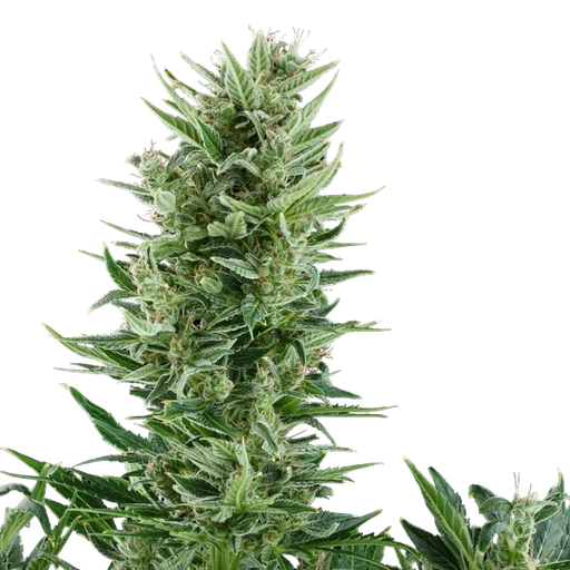 Quick One | AUTOFEM | Royal Queen Seeds