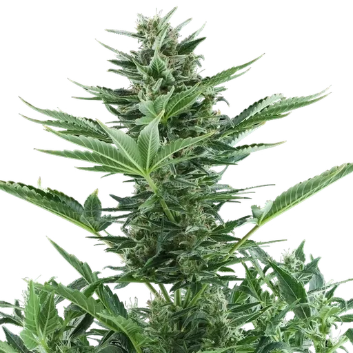 Quick One | AUTOFEM | Royal Queen Seeds