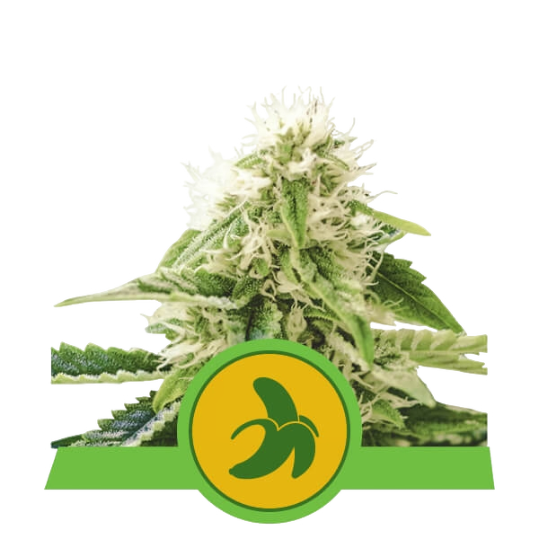 Fat Banana | AUTOFEM | Royal Queen Seeds